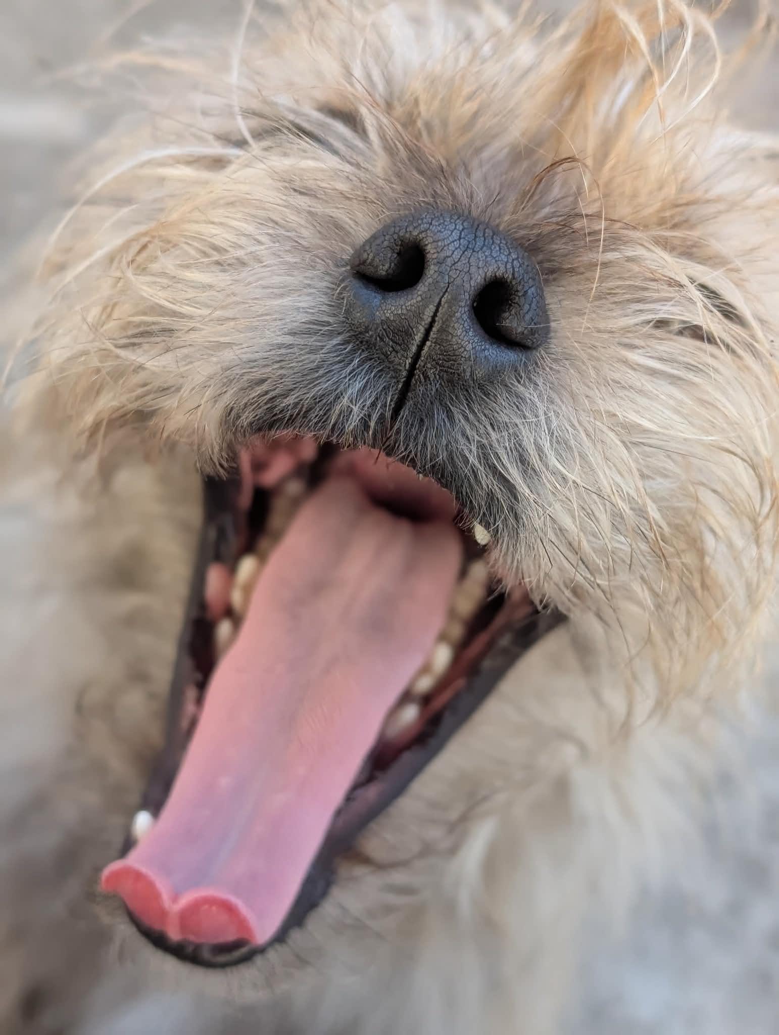 Enlarge Yahtzee, a Adoptable Terrier in Fort Worth, TX image 1/3