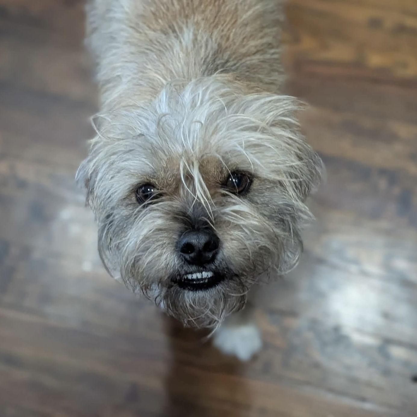 Enlarge Yahtzee, a Adoptable Terrier in Fort Worth, TX image 2/3