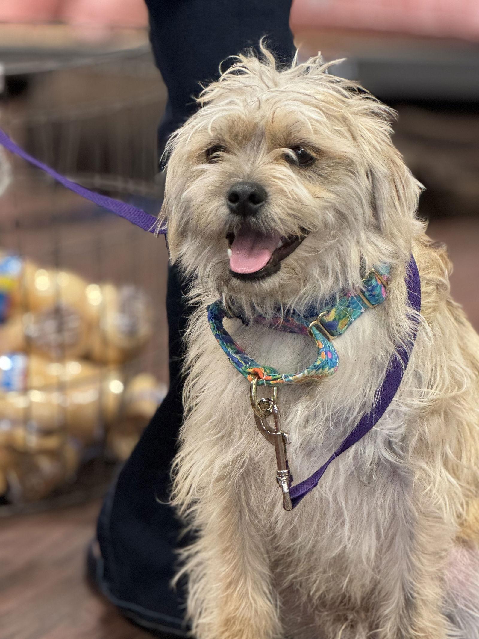 Enlarge Yahtzee, a Adoptable Terrier in Fort Worth, TX image 3/3