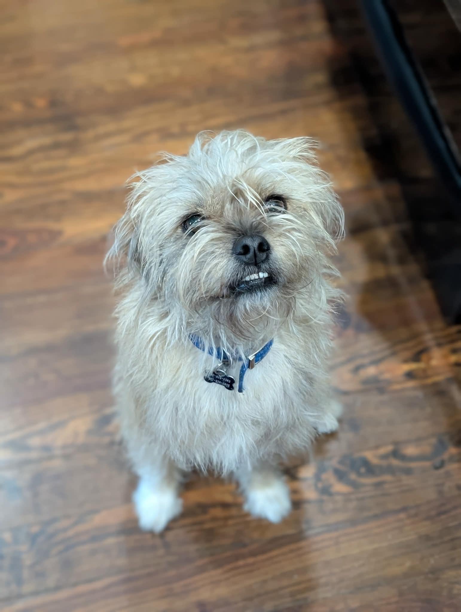 Yahtzee, Adoptable, Adult Male Terrier.