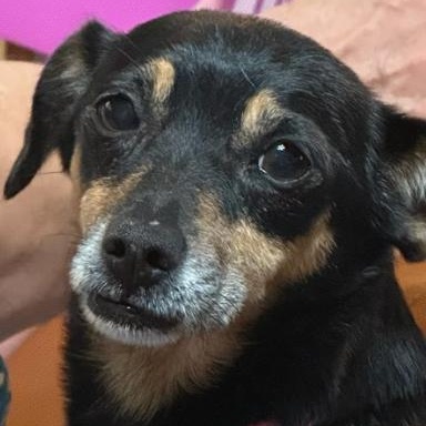 Princess, a Adoptable mixed breed in Orange Park, FL image 3/3