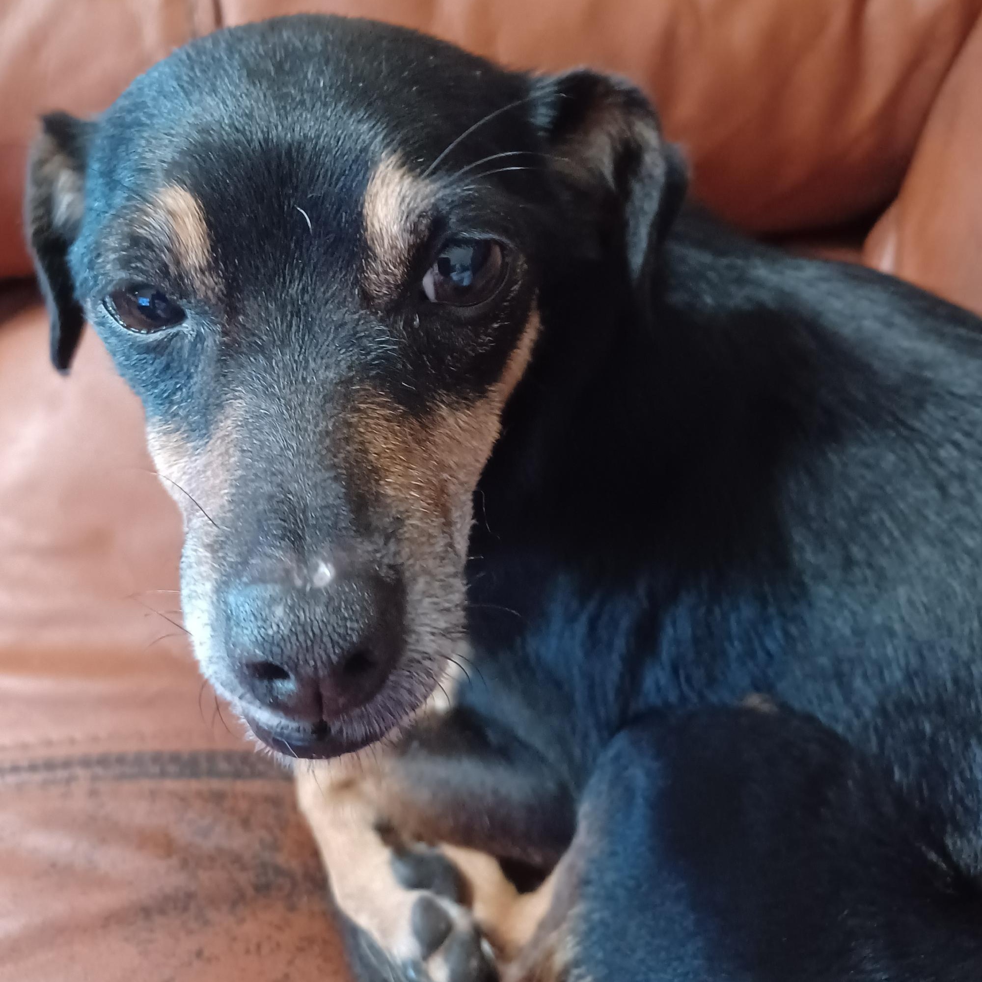 Princess, a Adoptable mixed breed in Orange Park, FL image 1/3