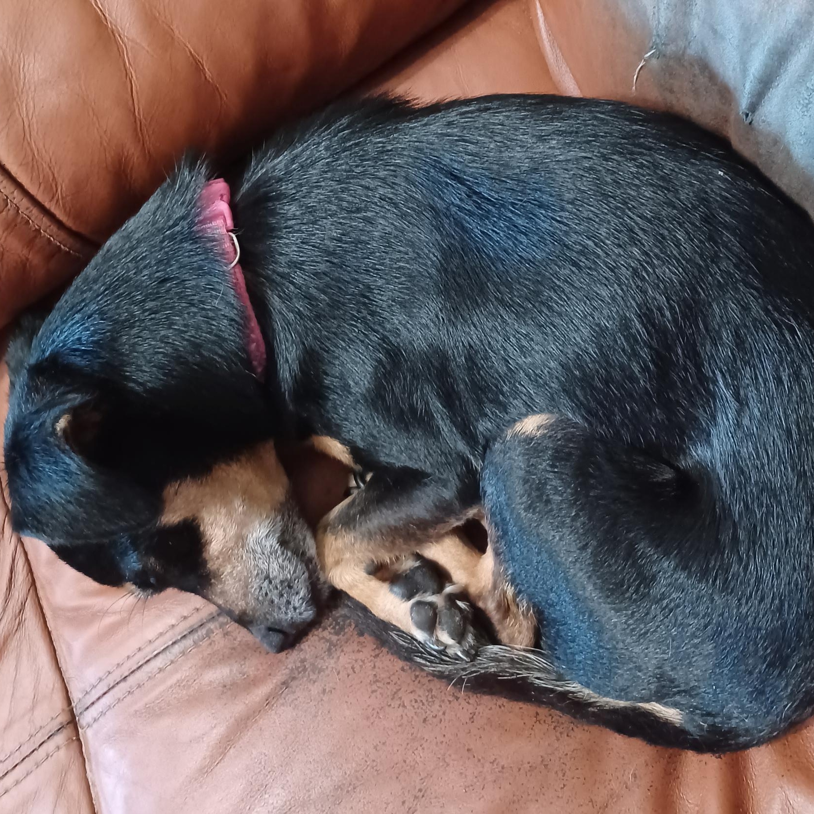 Princess, a Adoptable mixed breed in Orange Park, FL image 2/3