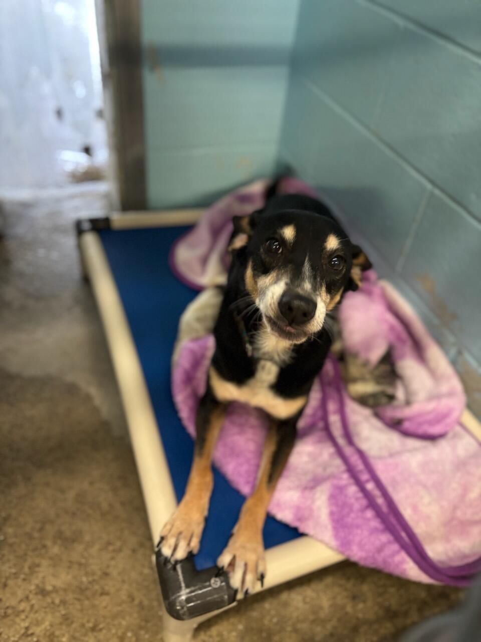 Enlarge Claire, a Adopted mixed breed in Pawcatuck, CT image 2/4