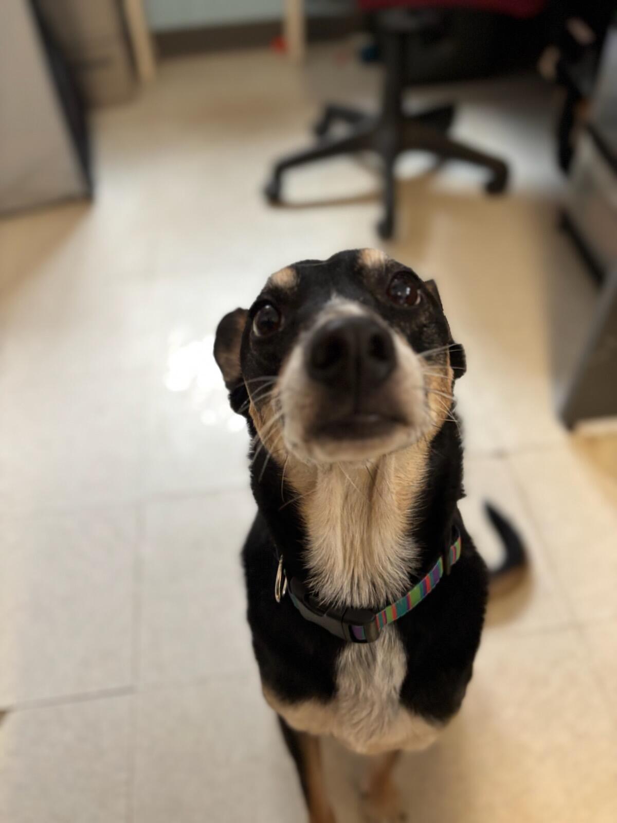 Claire, Adopted, Senior Female Mixed Breed.