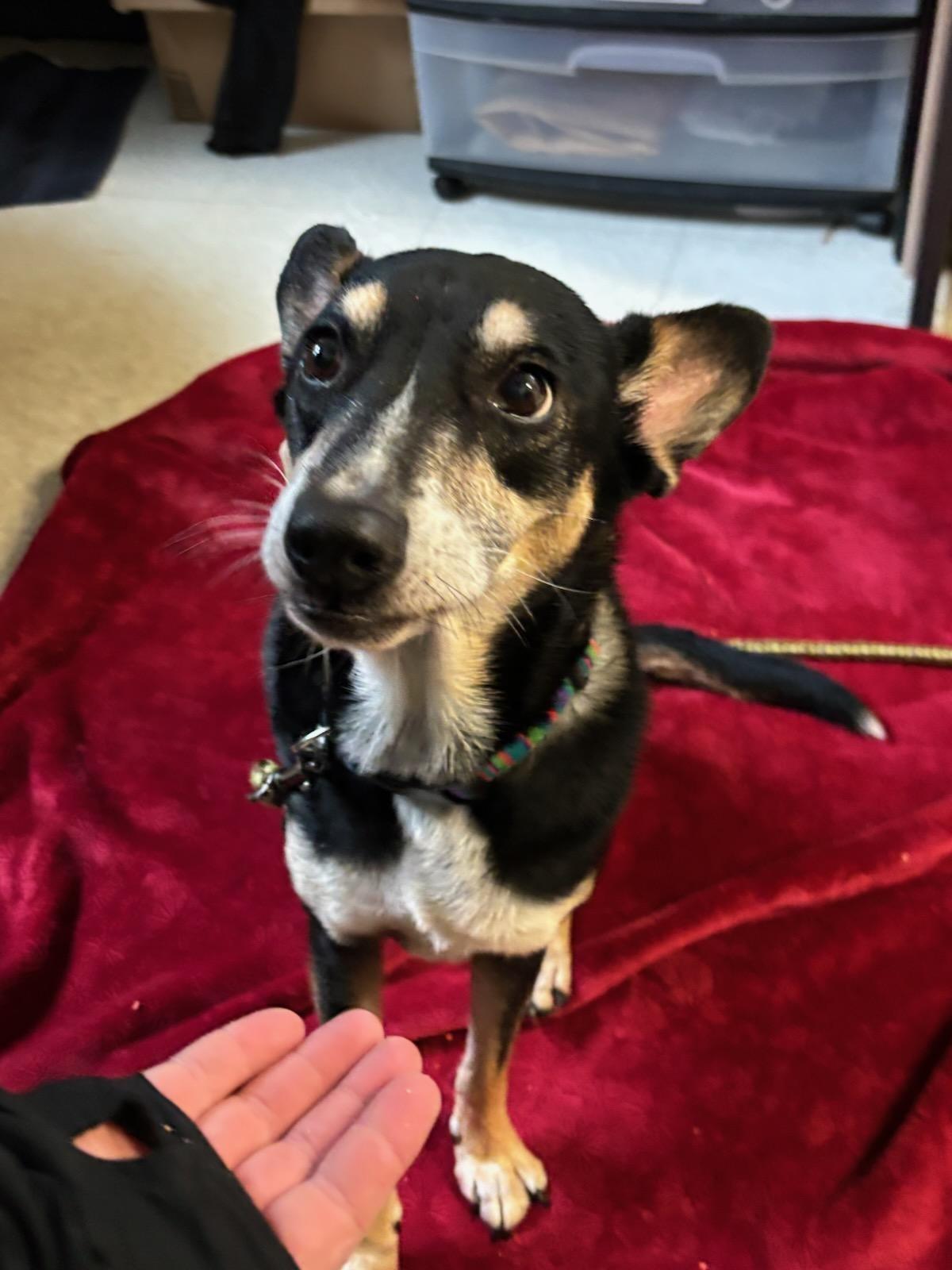 Enlarge Claire, a Adopted mixed breed in Pawcatuck, CT image 3/4