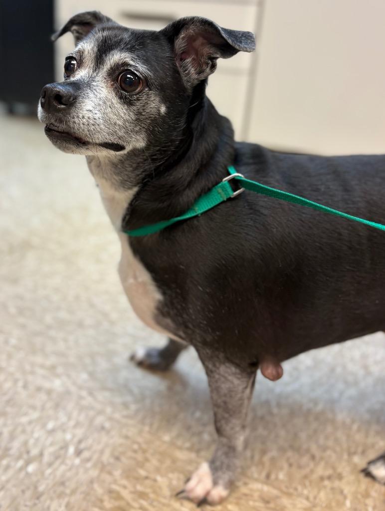 Bailey, Adoptable, Adult Female Chihuahua & Dachshund.