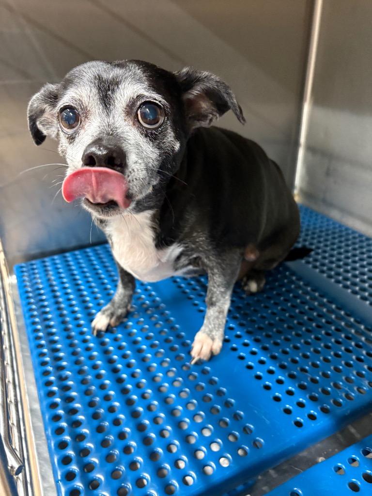 Enlarge Bailey, a Adoptable mixed breed in Nacogdoches, TX image 2/6