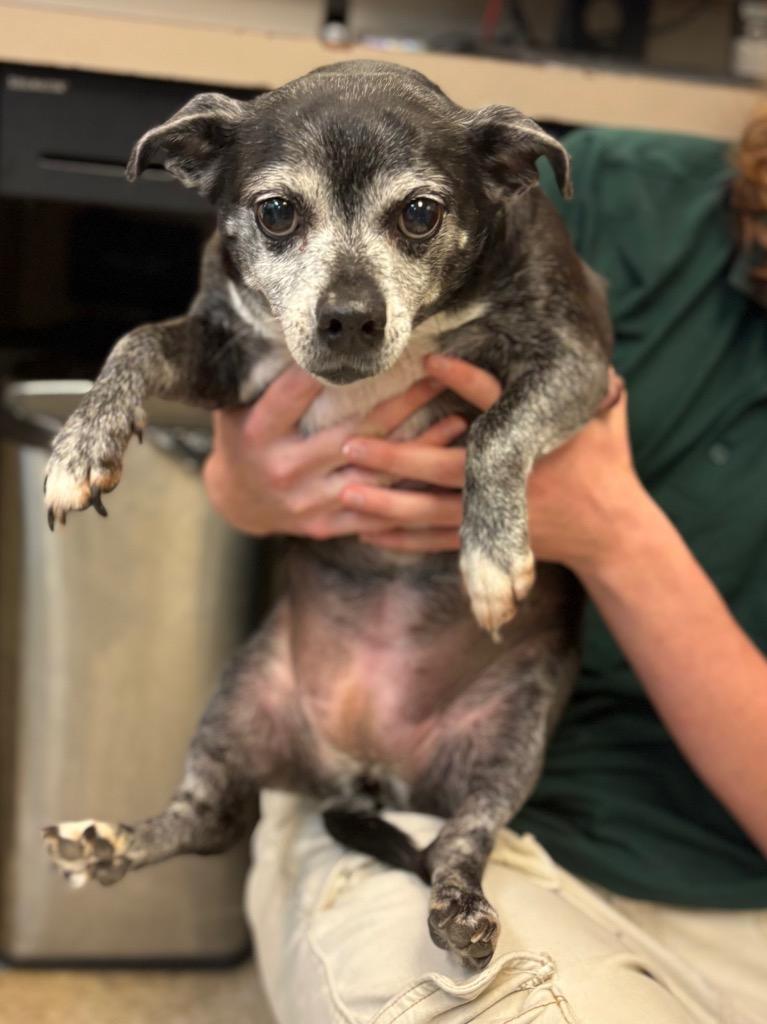 Enlarge Bailey, a Adoptable mixed breed in Nacogdoches, TX image 3/6
