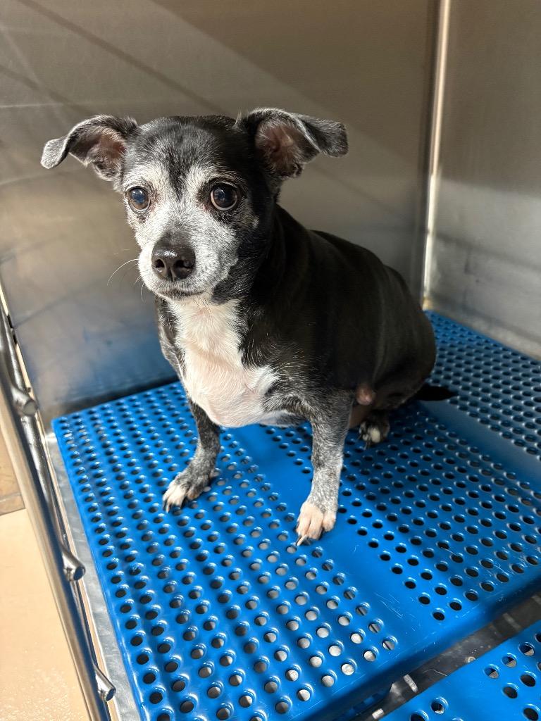 Enlarge Bailey, a Adoptable mixed breed in Nacogdoches, TX image 4/6