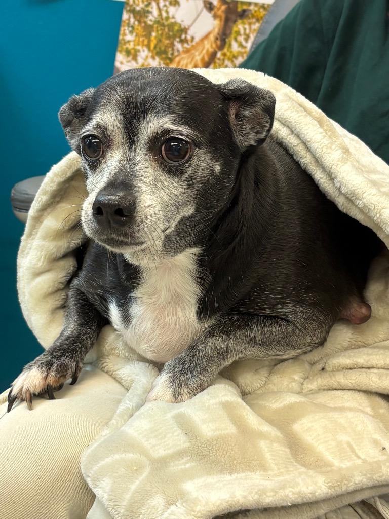 Enlarge Bailey, a Adoptable mixed breed in Nacogdoches, TX image 5/6
