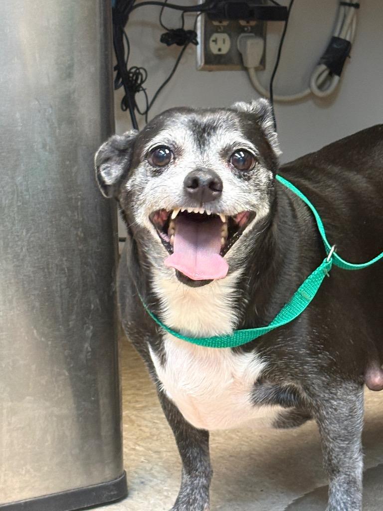 Enlarge Bailey, a Adoptable mixed breed in Nacogdoches, TX image 6/6