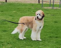 Moose, Adoptable, Puppy Male Saint Bernard & Poodle.