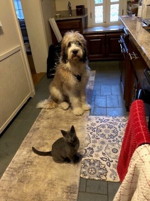 Enlarge Moose, a Adoptable mixed breed in Oswego, IL image 2/5