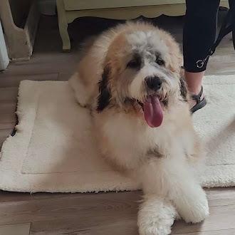 Enlarge Moose, a Adoptable mixed breed in Oswego, IL image 3/5