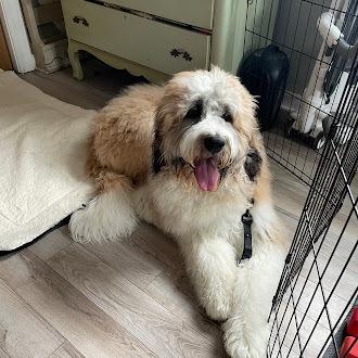 Enlarge Moose, a Adoptable mixed breed in Oswego, IL image 4/5