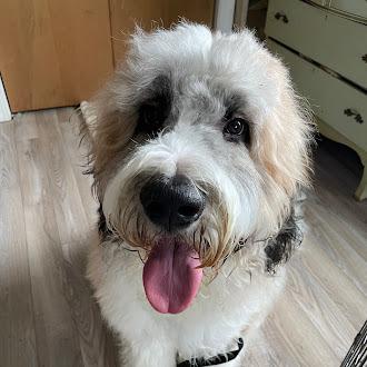 Enlarge Moose, a Adoptable mixed breed in Oswego, IL image 5/5