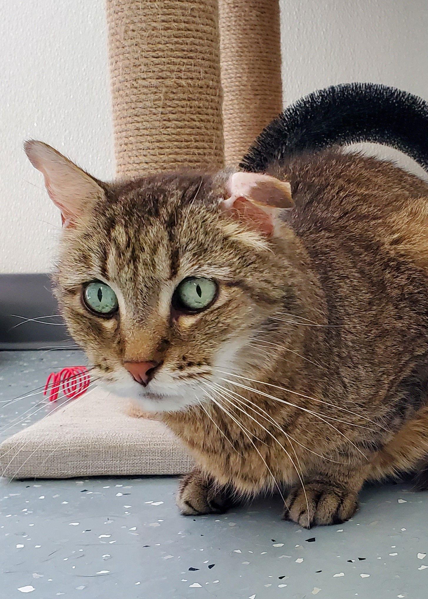 Enlarge Tatiana, a Adoptable Domestic Short Hair in Greenville, IL image 1/1