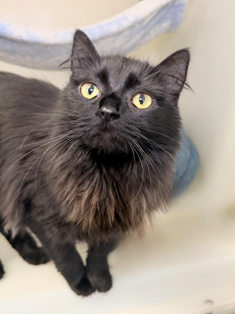 Raven, Adoptable, Young Female Domestic Short Hair.