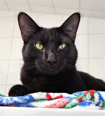 Enlarge MAURICE, a Adoptable Domestic Short Hair in Canfield, OH image 1/1