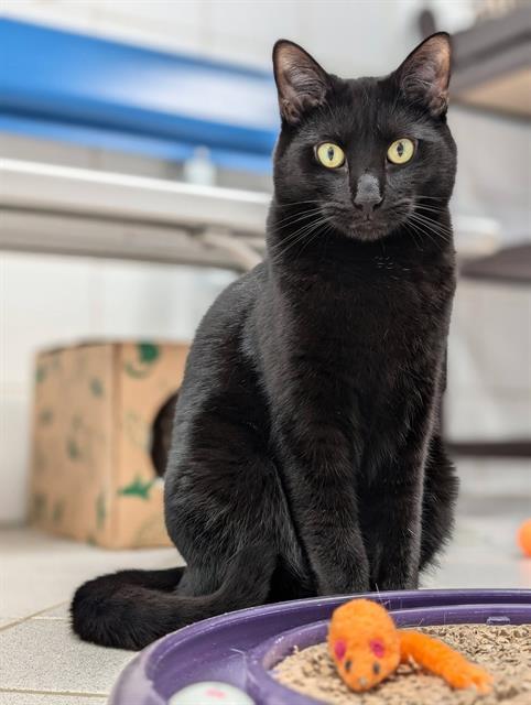 MAURICE, Adoptable, Young Male Domestic Short Hair.