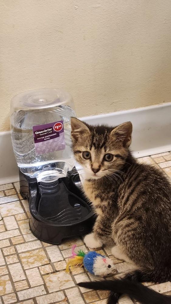 Louise Santiago, Adoptable, Kitten Female Tabby & Domestic Short Hair.