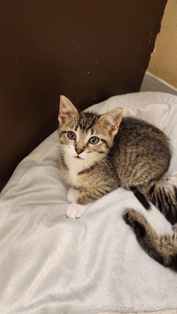 Enlarge Louise Santiago, a Adoptable mixed breed in Poplar Grove, IL image 2/6