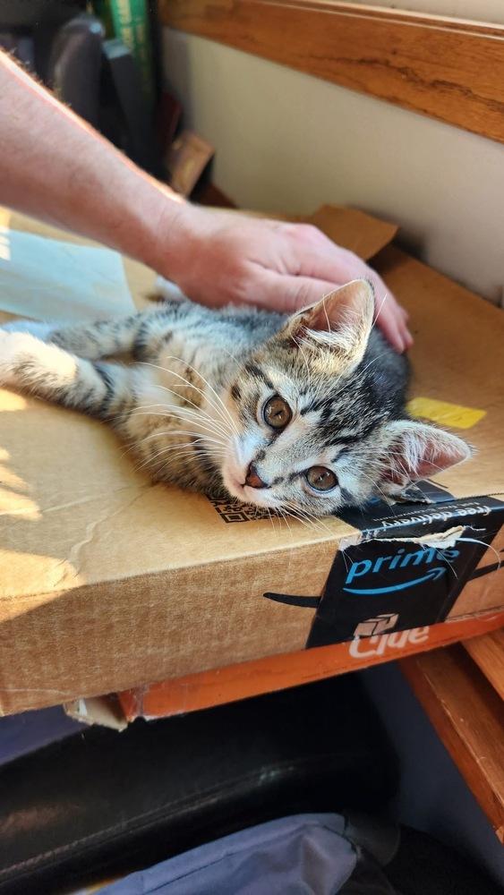 Enlarge Louise Santiago, a Adoptable mixed breed in Poplar Grove, IL image 4/6