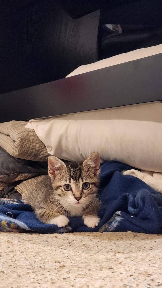 Enlarge Louise Santiago, a Adoptable mixed breed in Poplar Grove, IL image 5/6