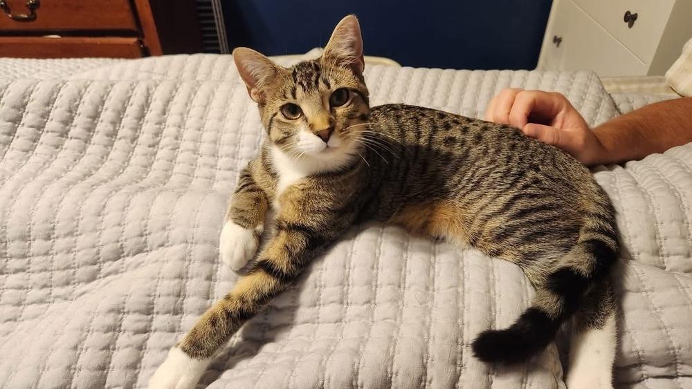 Enlarge Louise Santiago, a Adoptable mixed breed in Poplar Grove, IL image 5/6