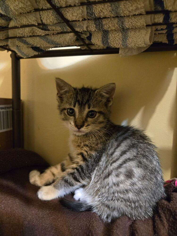 Enlarge Louise Santiago, a Adoptable mixed breed in Poplar Grove, IL image 6/6