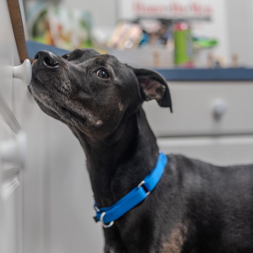 Enlarge Little Foot, a Adoptable mixed breed in Pawling, NY image 1/6
