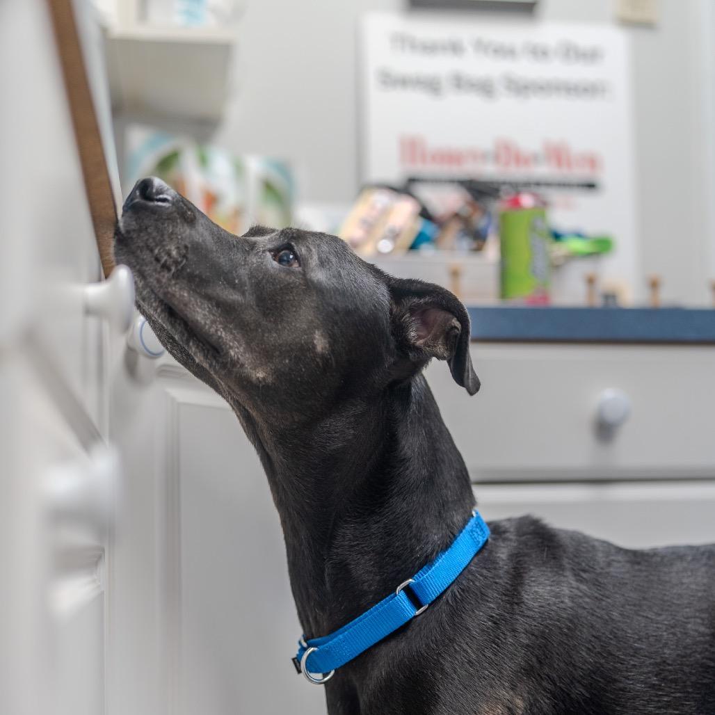 Enlarge Little Foot, a Adoptable mixed breed in Pawling, NY image 3/6