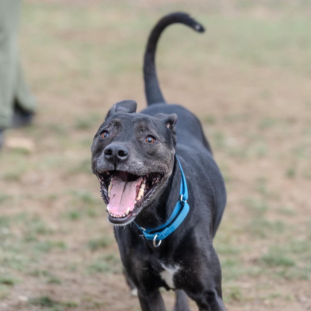 Enlarge Little Foot, a Adoptable mixed breed in Pawling, NY image 4/6