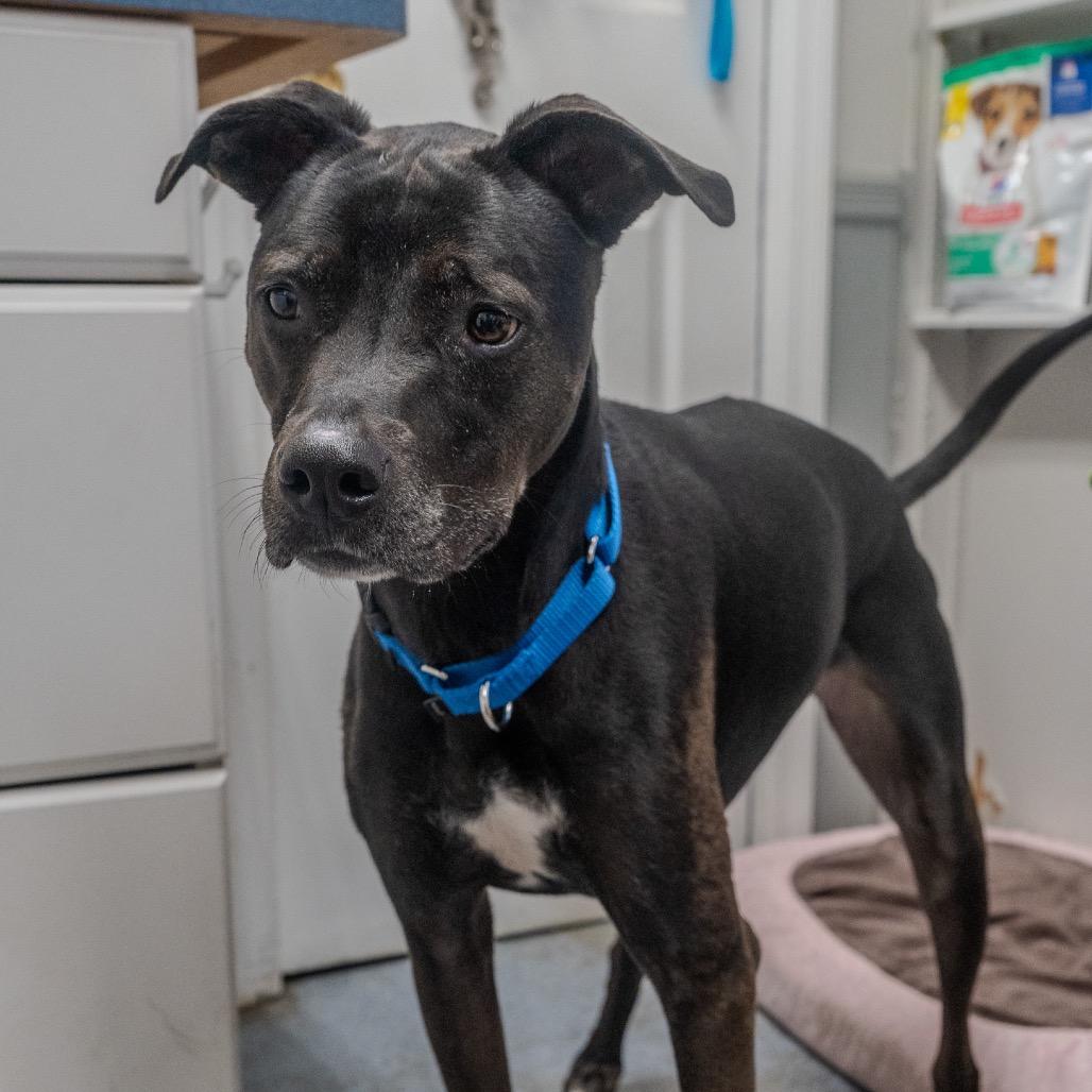 Enlarge Little Foot, a Adoptable mixed breed in Pawling, NY image 5/6