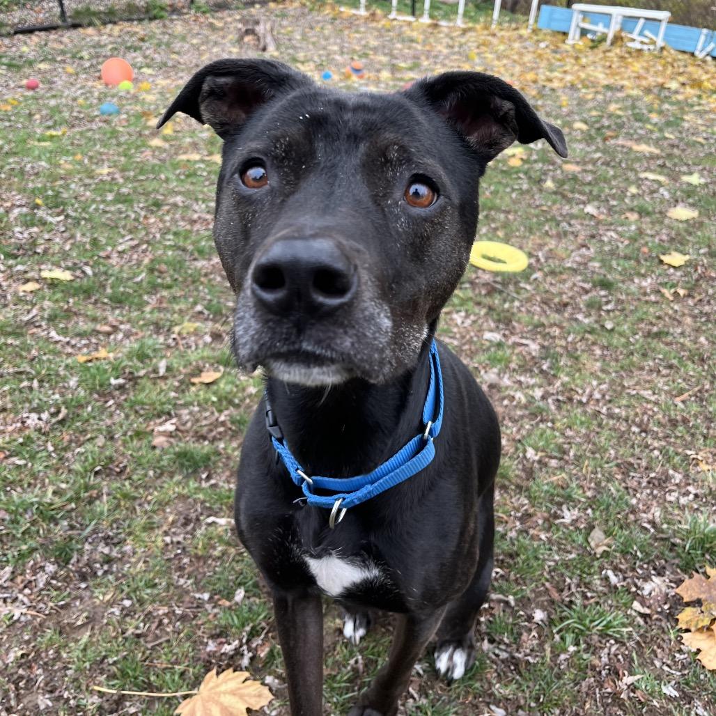Enlarge Little Foot, a Adoptable mixed breed in Pawling, NY image 6/6