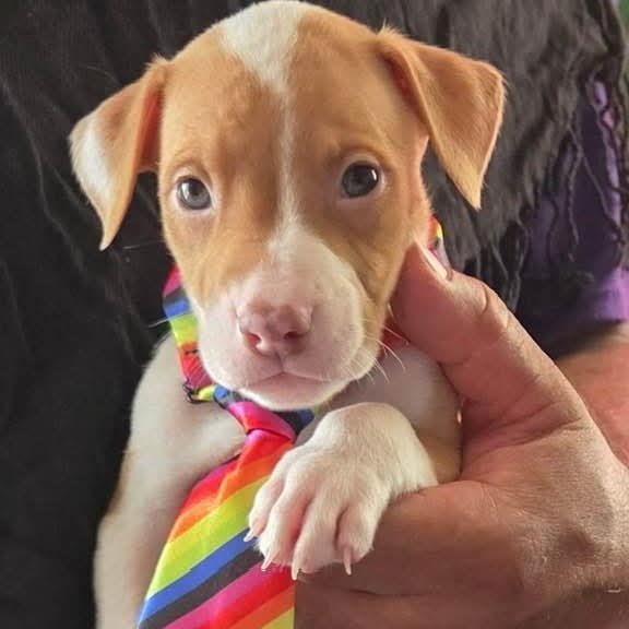 Enlarge Jacob, an adopted Pit Bull Terrier in Annapolis, MD image 1/1