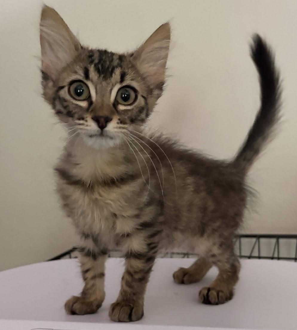 Enlarge Aunt Mil, a Adoptable Domestic Medium Hair in Zimmerman, MN image 1/1