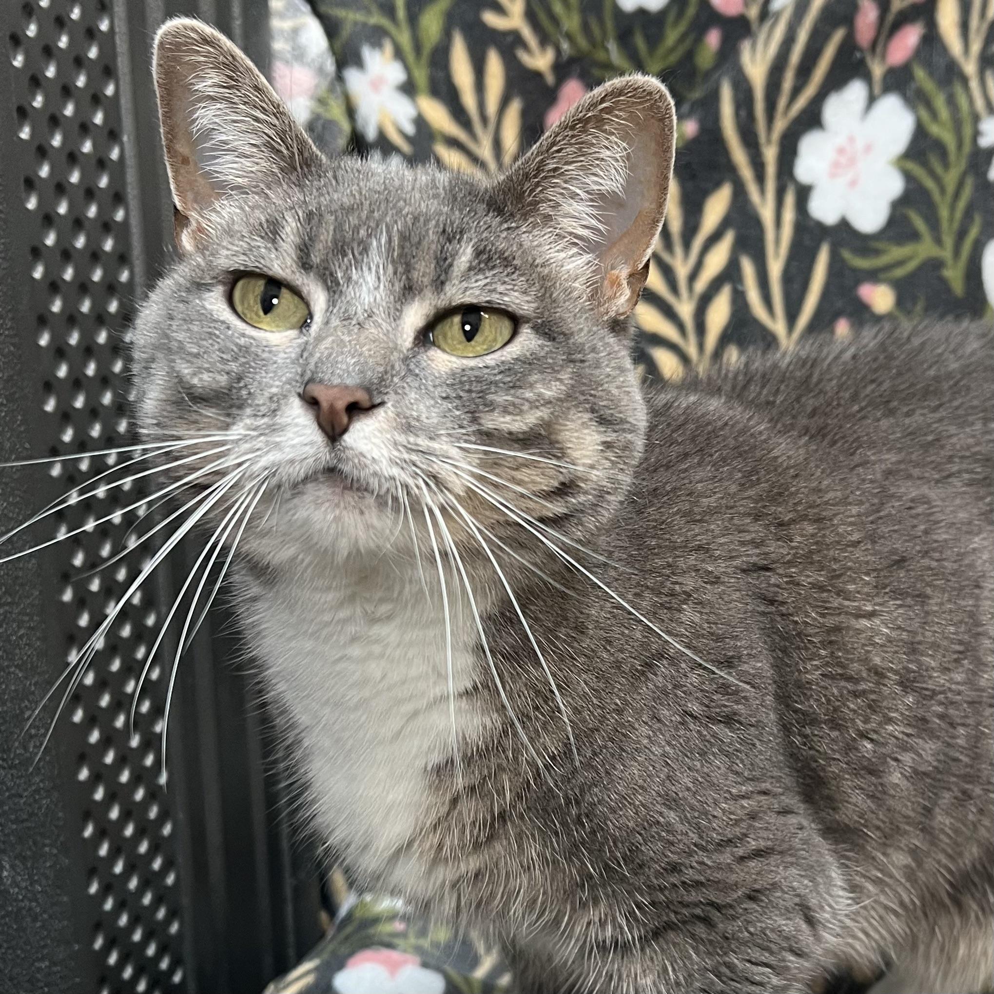 Enlarge Squirt - NO FEE (Sponsored by the Nettifee family), a ADOPTABLE Domestic Short Hair in Fairmont, MN image 4/6
