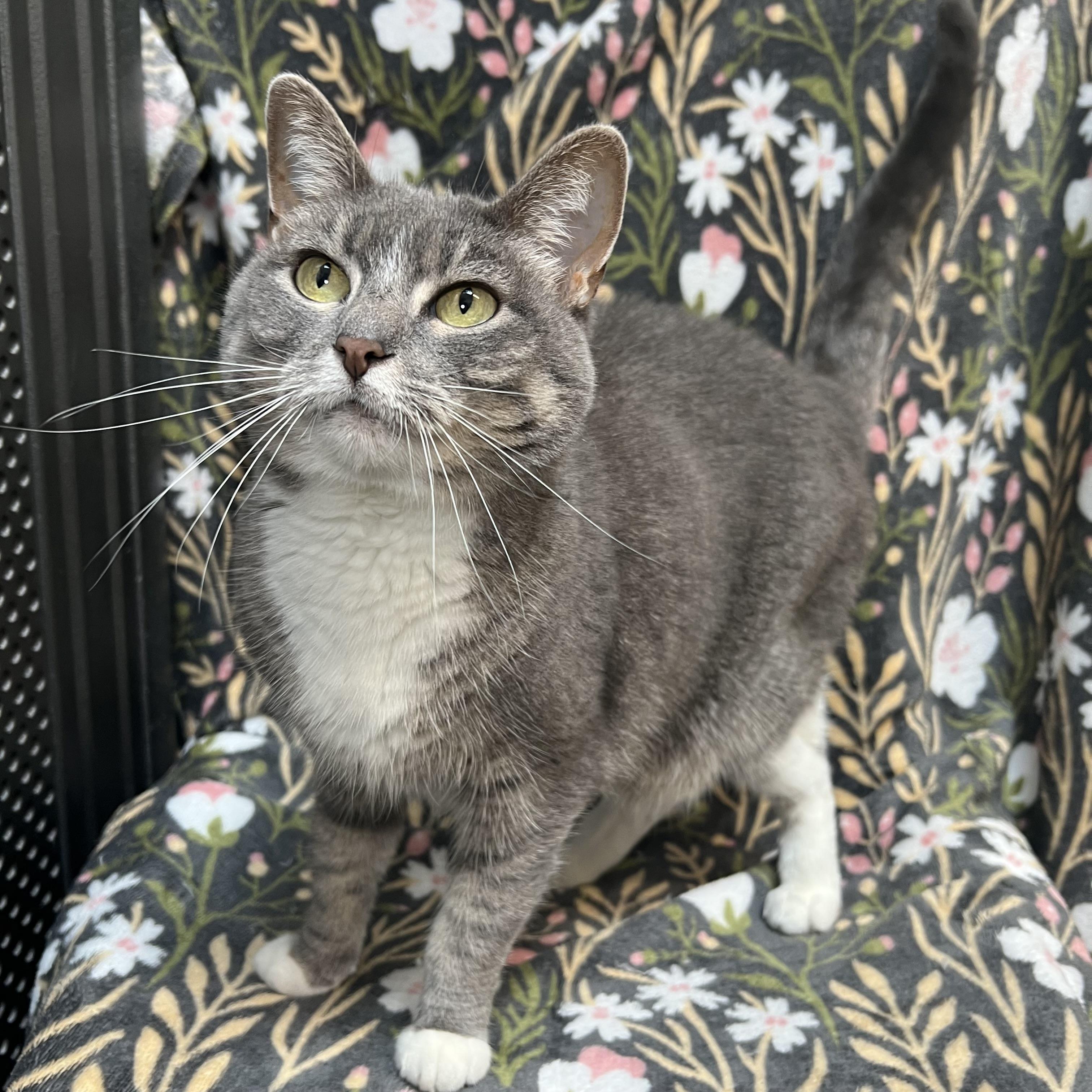 Enlarge Squirt - NO FEE (Sponsored by the Nettifee family), a ADOPTABLE Domestic Short Hair in Fairmont, MN image 2/6