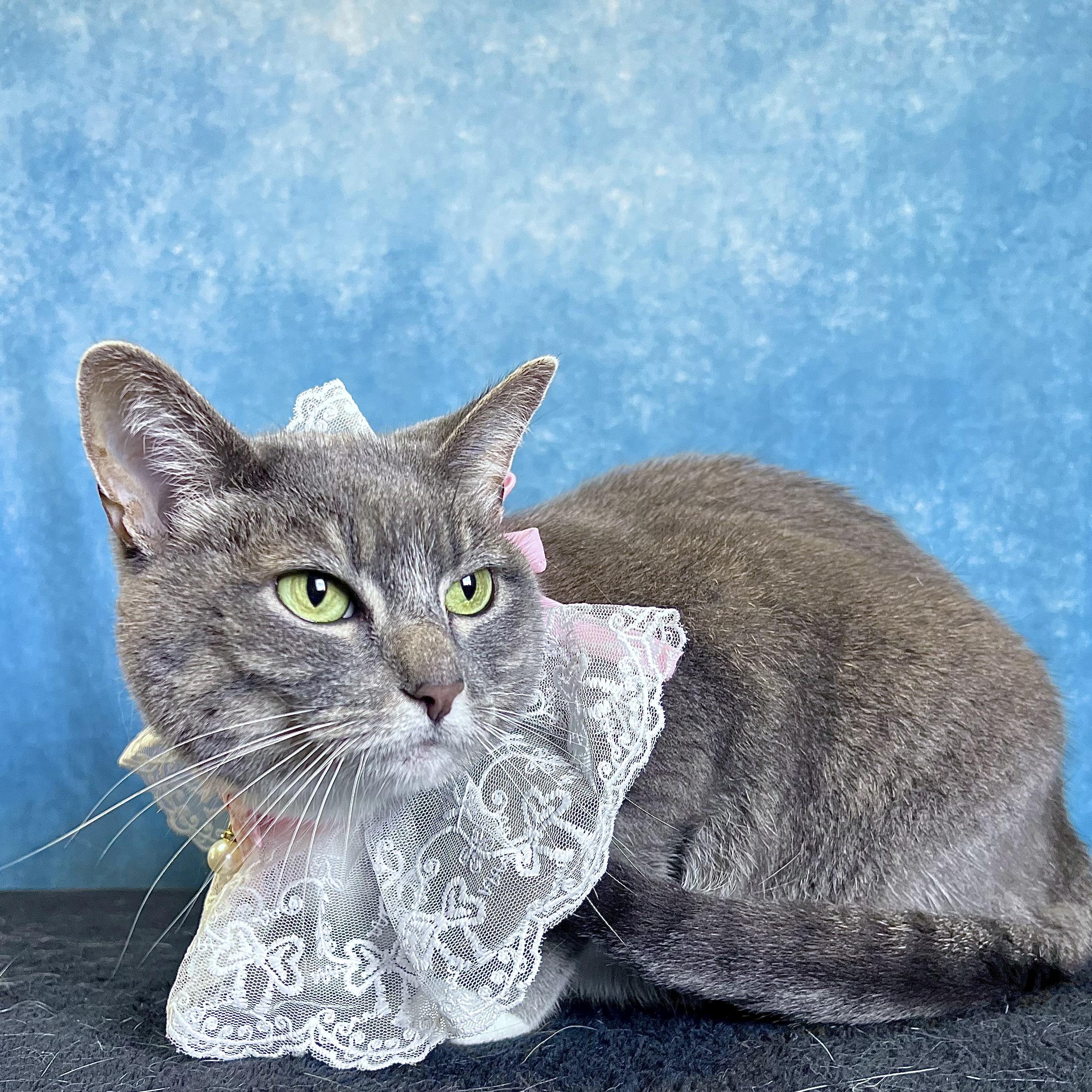 Enlarge Squirt - NO FEE (Sponsored by the Nettifee family), a ADOPTABLE Domestic Short Hair in Fairmont, MN image 3/6