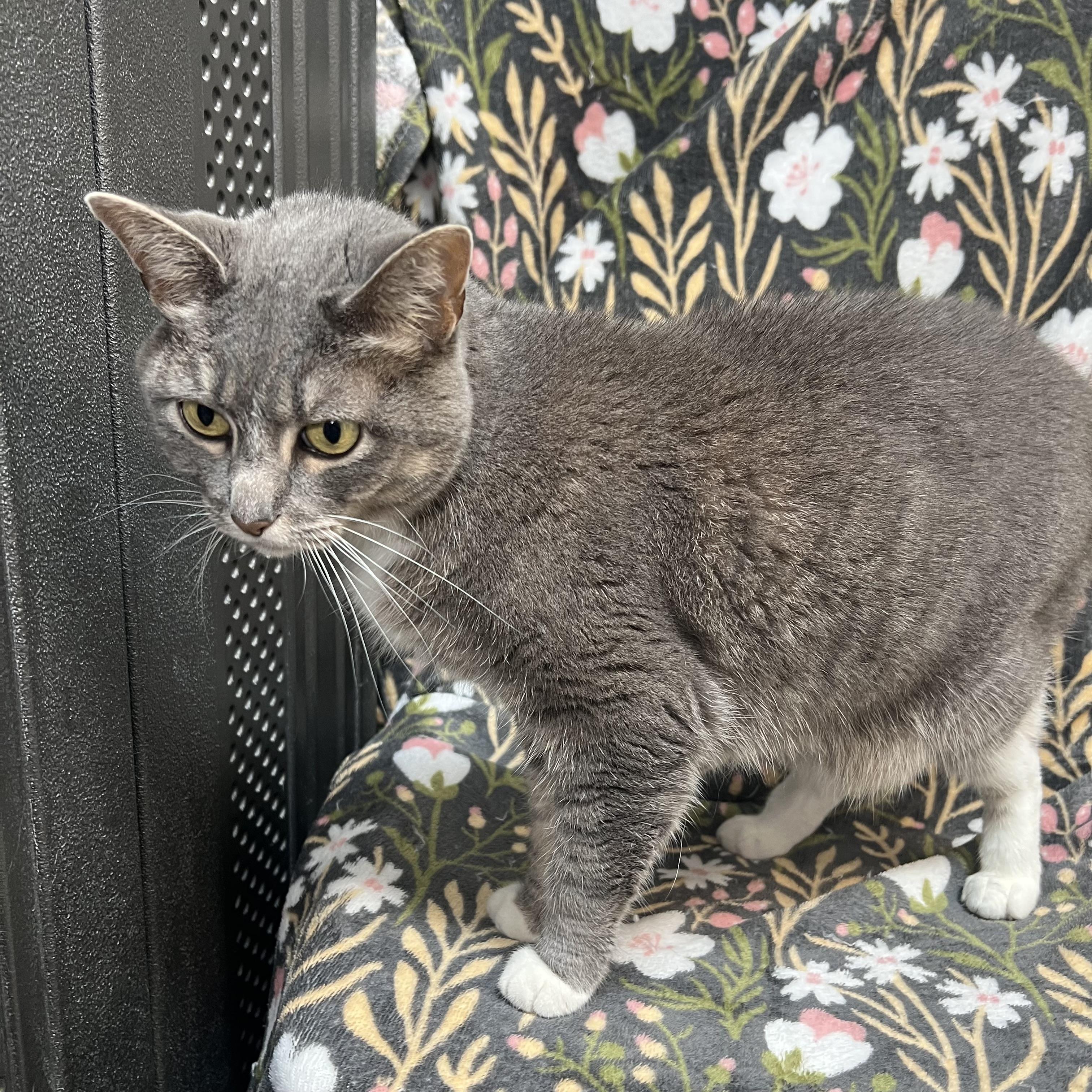 Enlarge Squirt - NO FEE (Sponsored by the Nettifee family), a ADOPTABLE Domestic Short Hair in Fairmont, MN image 6/6