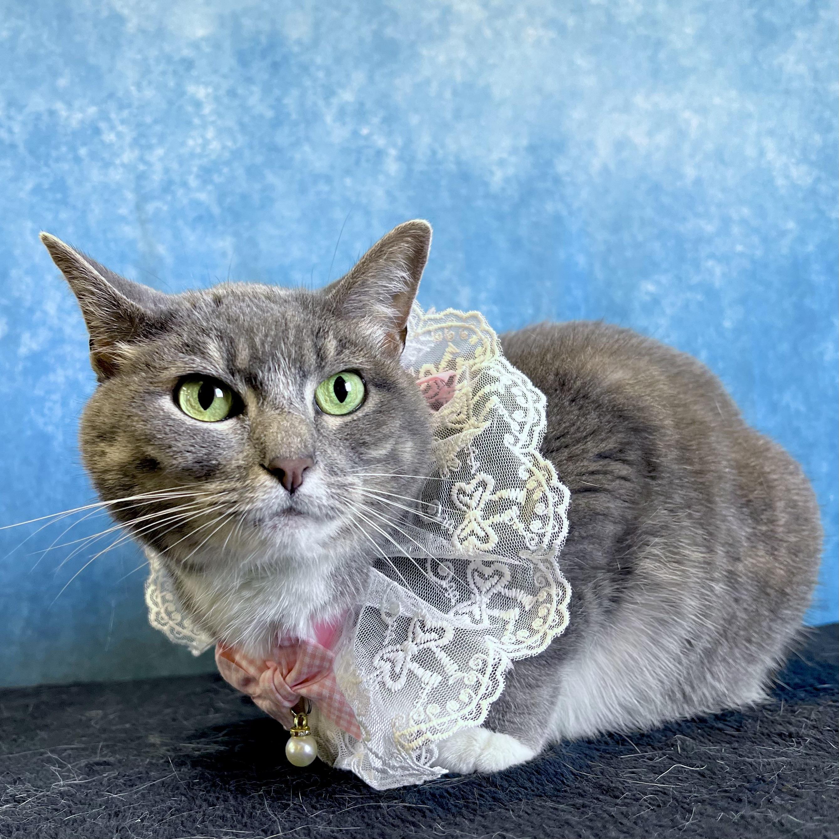 Enlarge Squirt - NO FEE (Sponsored by the Nettifee family), a ADOPTABLE Domestic Short Hair in Fairmont, MN image 1/6