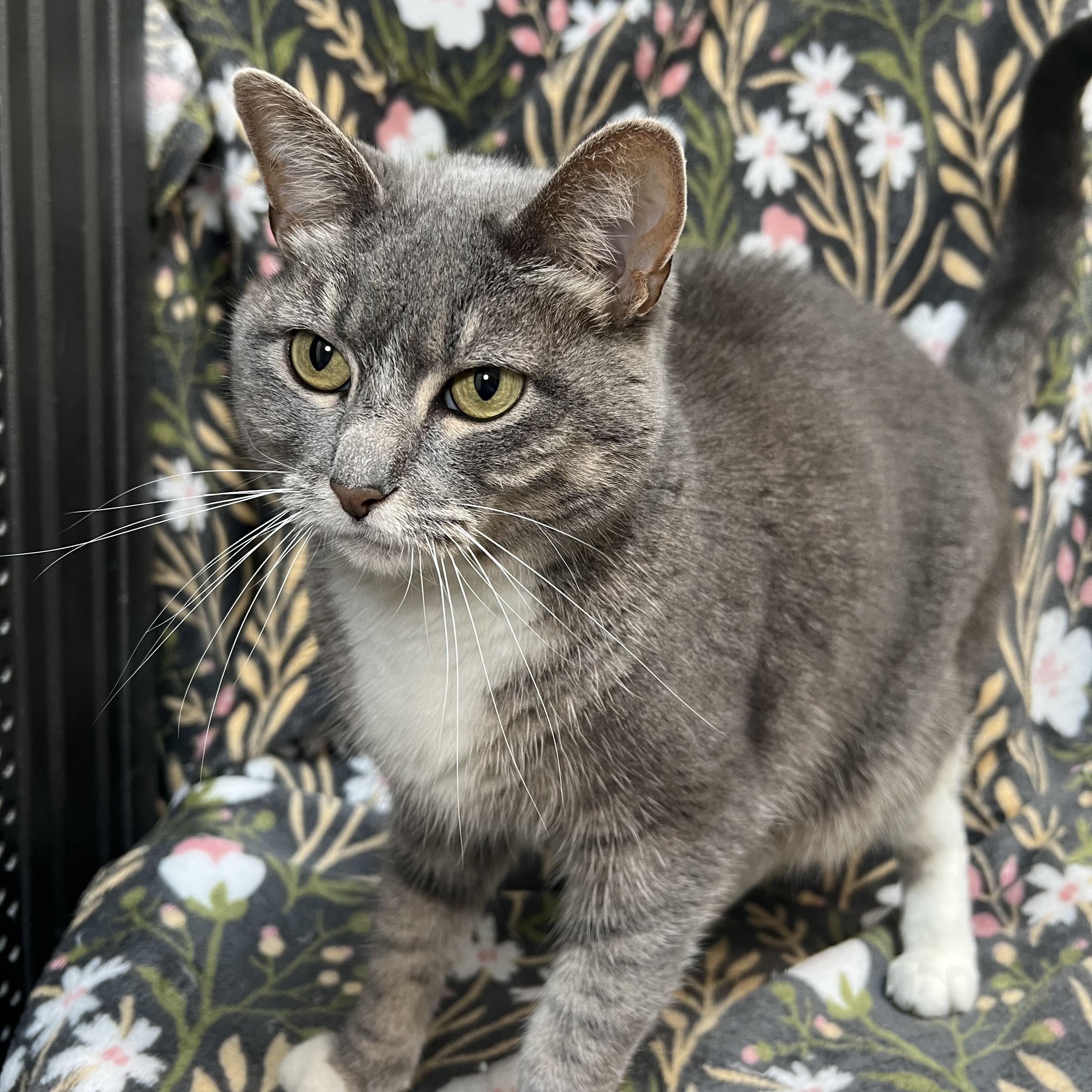 Enlarge Squirt - NO FEE (Sponsored by the Nettifee family), a ADOPTABLE Domestic Short Hair in Fairmont, MN image 5/6