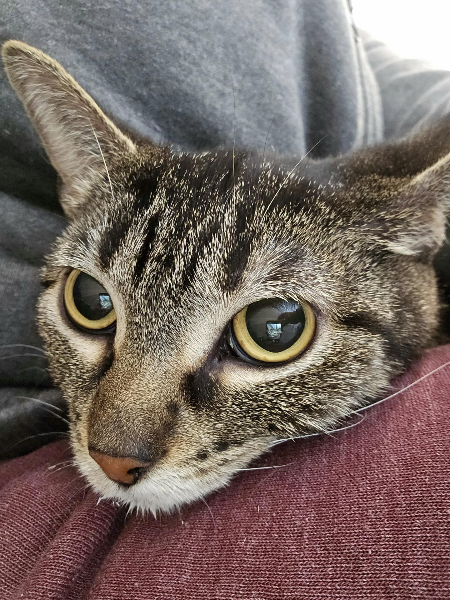 Enlarge Sprocket, a ADOPTABLE Domestic Short Hair in Claremont, NH image 1/1