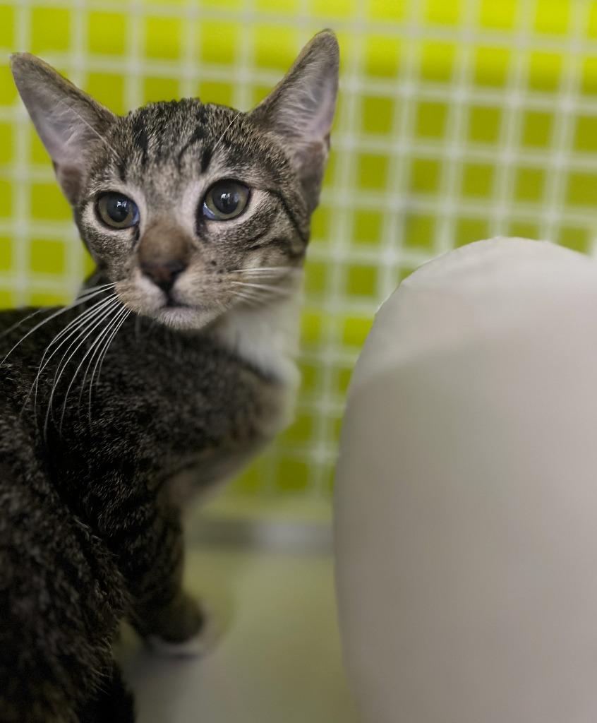 Africa, Adoptable, Kitten Male Domestic Short Hair.