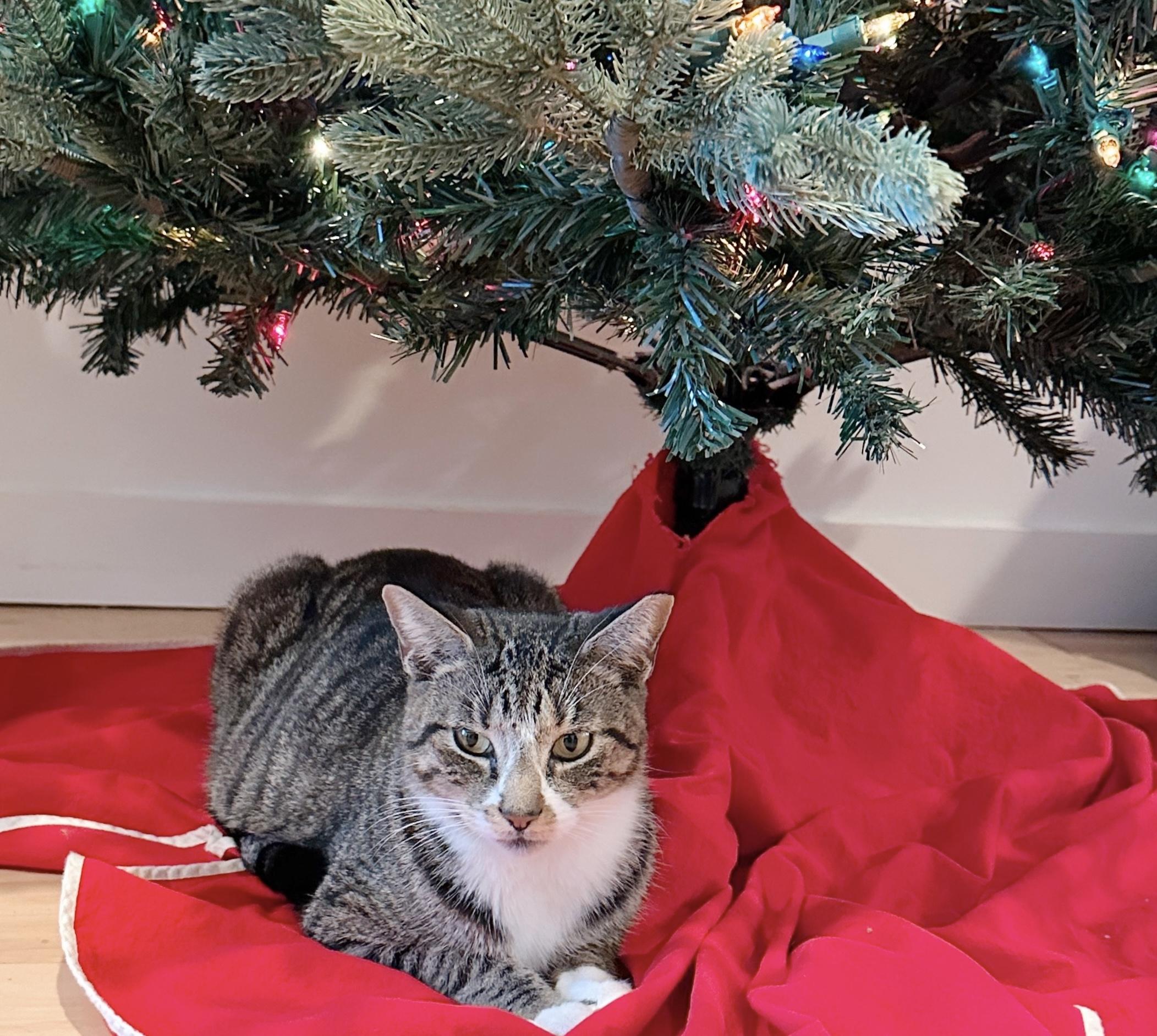 Casey, a ADOPTABLE Tabby in Philadelphia, PA image 3/5