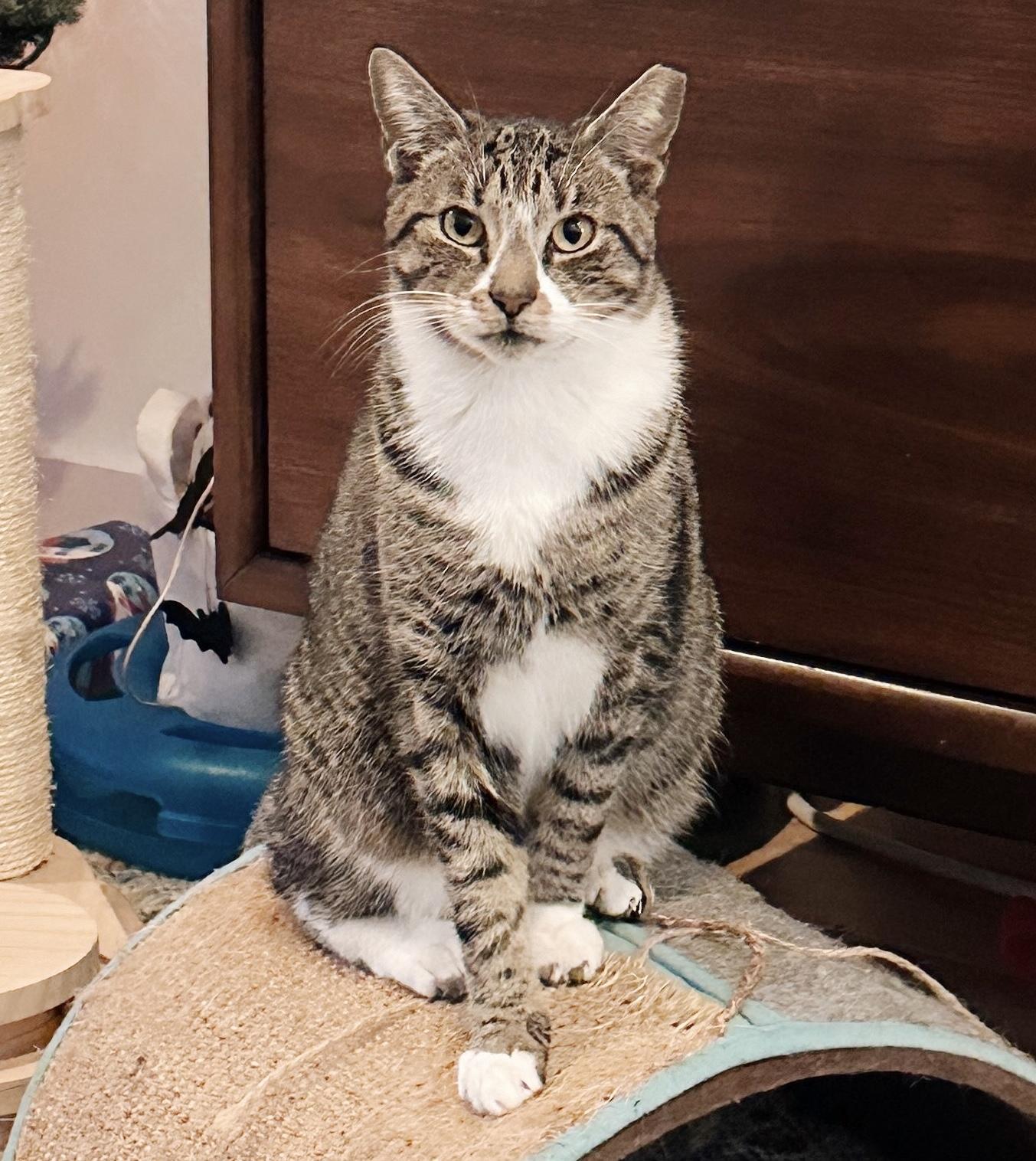 Casey, a ADOPTABLE Tabby in Philadelphia, PA image 2/5