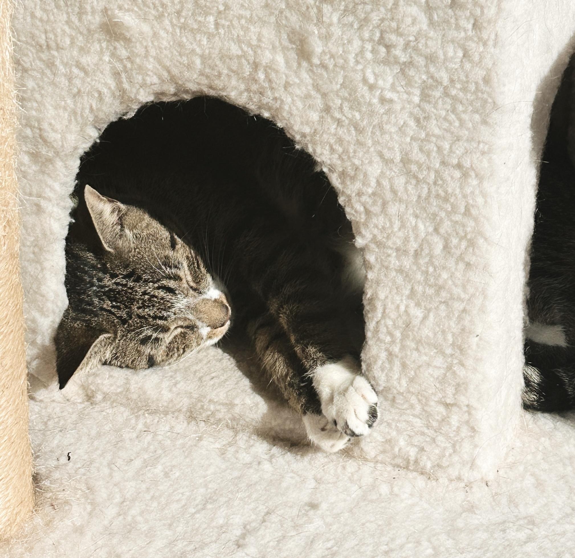 Casey, a ADOPTABLE Tabby in Philadelphia, PA image 5/5