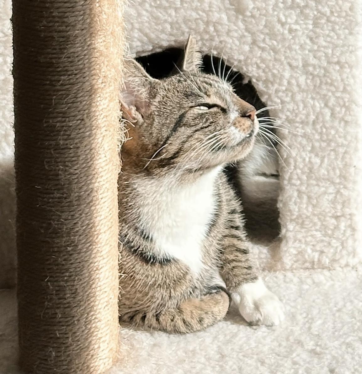 Casey, a ADOPTABLE Tabby in Philadelphia, PA image 4/5